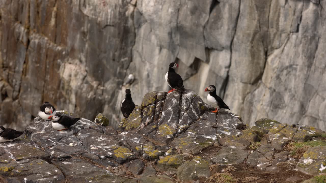 Puffins spreading their wings and walking around the cliffs at the Isle of May