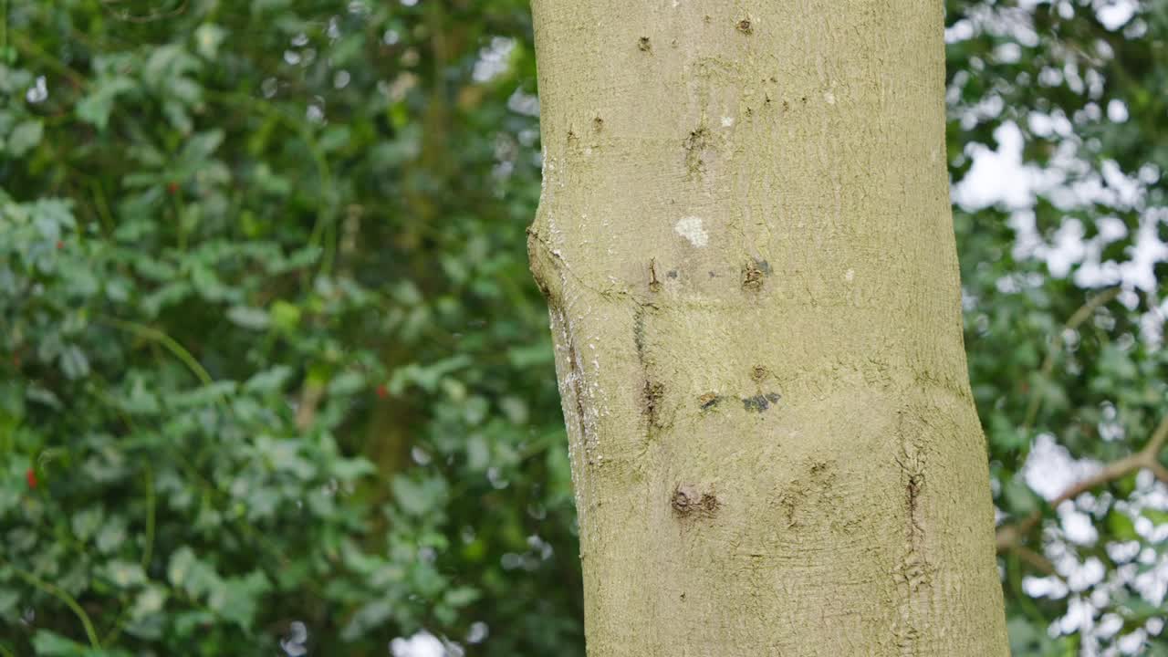Nuthatch clings to light colored trunk, tilting head inquisitively