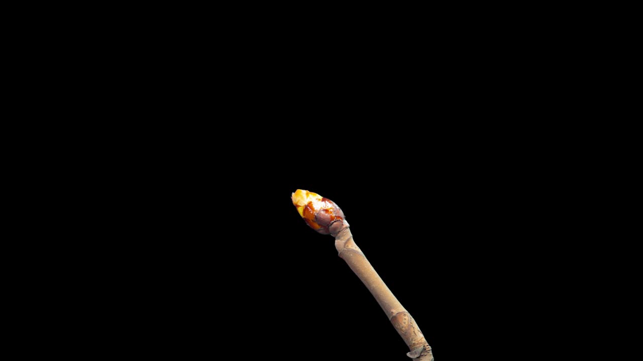 flor de castaño, lapso de tiempo con canal alfa