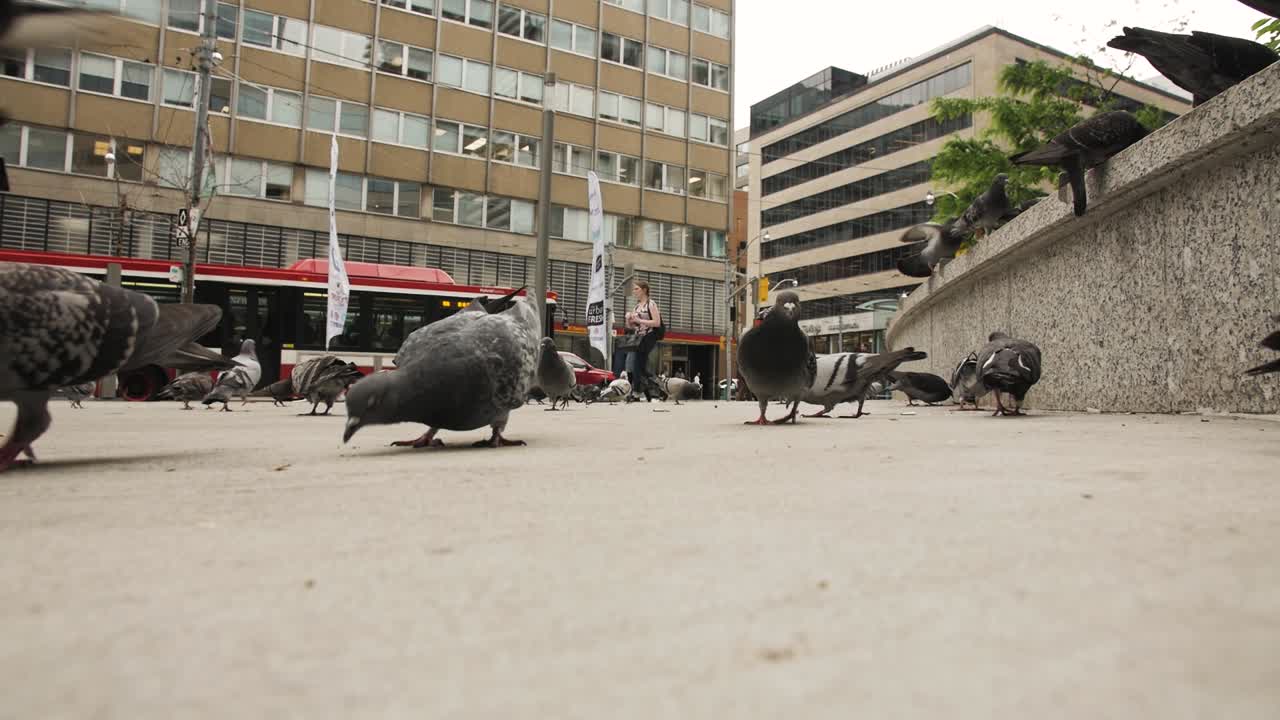 Pidgeons eating in Toronto, Ontario, Canada
