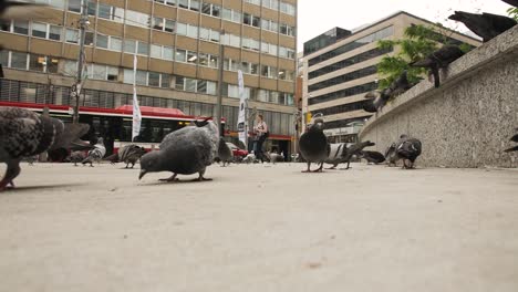 pidgeons eating in toronto, ontario, canada