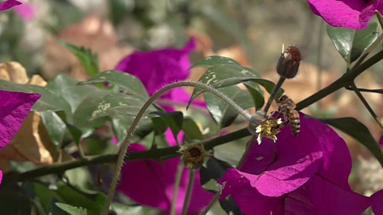 una abeja volando a cámara lenta desde una flor blanca