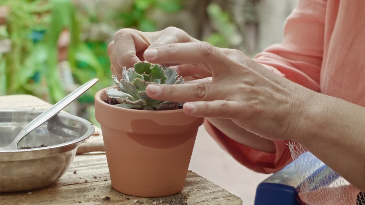 plantas suculentas en un jardín cuidado por las manos de una mujer madura