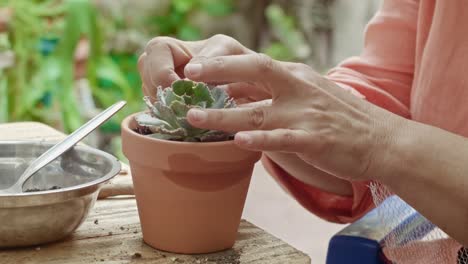 Plantas-Suculentas-En-Un-Jardín-Cuidado-Por-Las-Manos-De-Una-Mujer-Madura