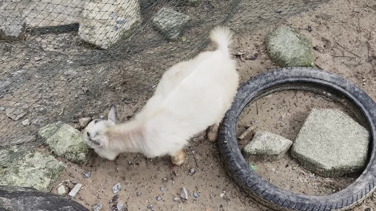 White Goat in a Pen