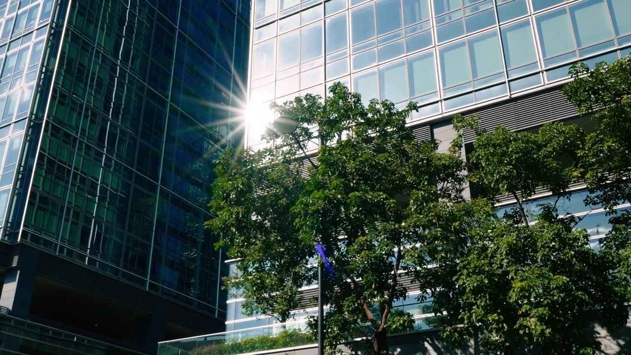 Destellos solares reflejándose en los modernos rascacielos de Tokio con un árbol en primer plano.