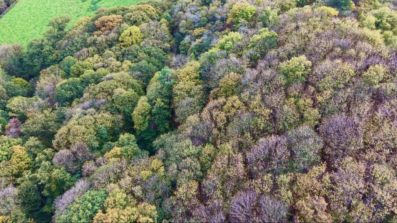 Ripresa aerea dall'alto verso il basso della fitta chioma della foresta che crea cime degli alberi texturizzate con variazioni di colore stagionali, seguendo il corso del fiume