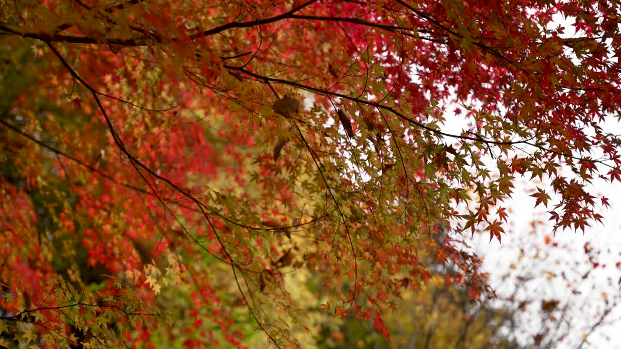 Maple tree branches adorned with vibrant yellow, orange, and red leaves, creating a stunning autumnal scene. slow motion