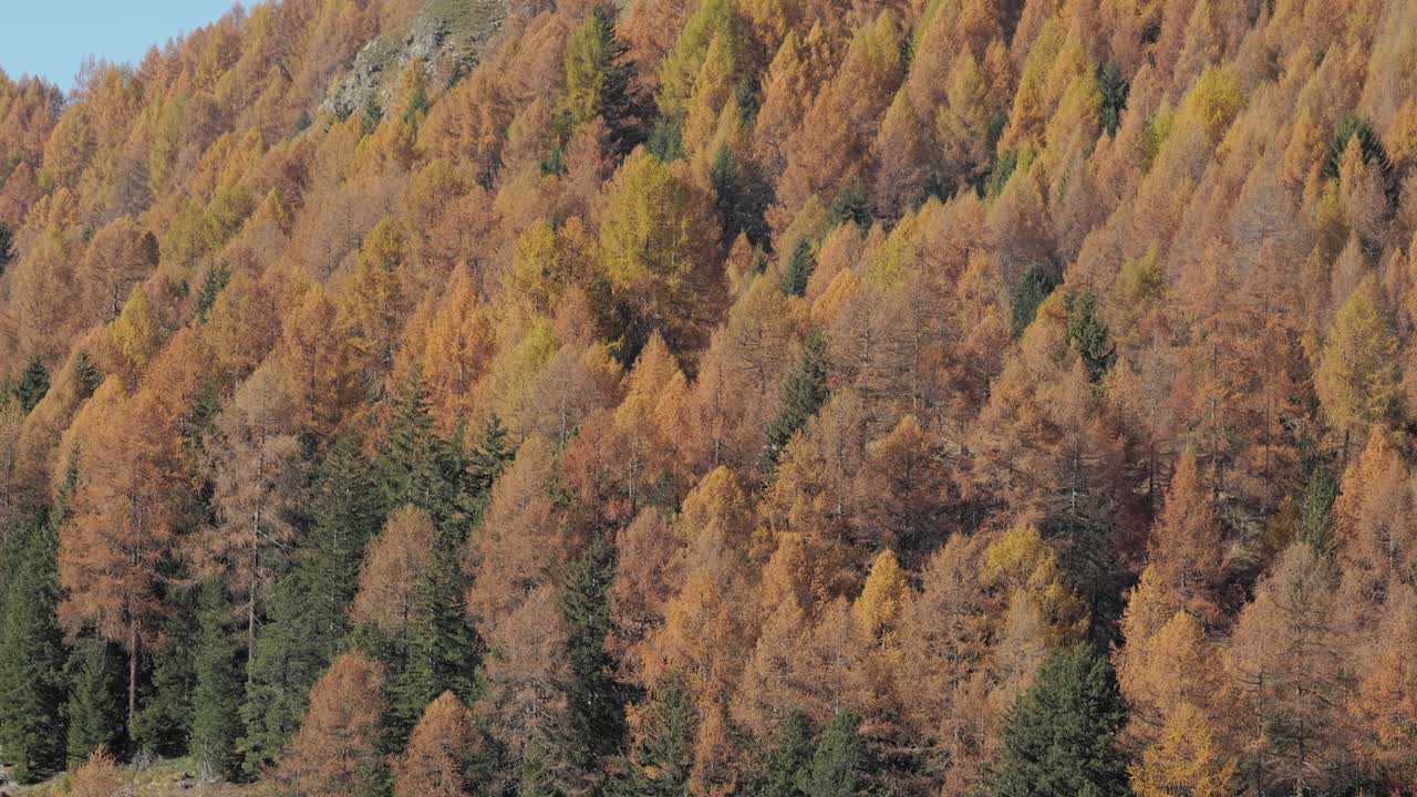 colorful autumn forest with lots of colorful trees