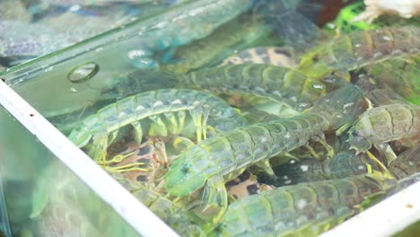 mantis shrimp in a tank at phuket market