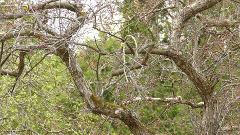Kleine-Wilde-Amerikanische-Finkvögel-Fliegen-Und-Hocken-Im-Frühling-In-Waldbäumen