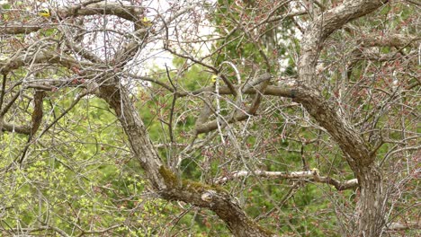 pequeños pájaros pinzones americanos salvajes que vuelan y se posan en los árboles del bosque durante la primavera