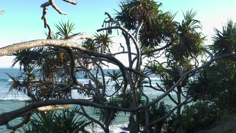 pandanus palm trees with ocean waves - snapper rocks and greenmount beach - coolangatta, gold coast, australia