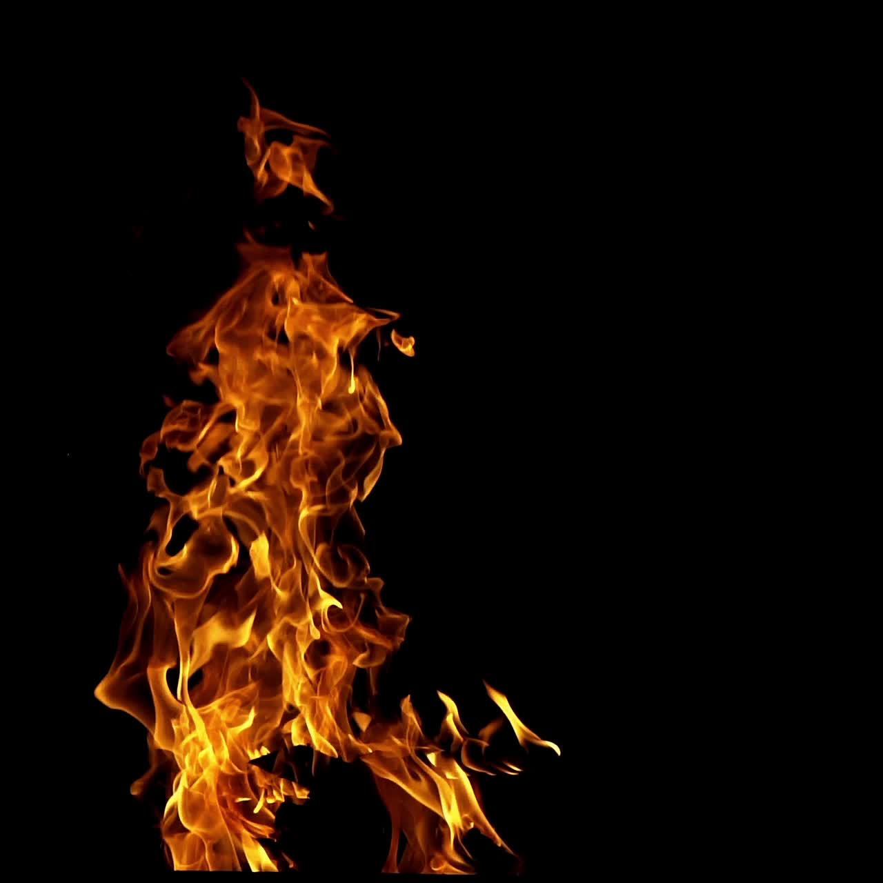 Bonfire burning at night. Flames of fire on black background in slow motion.