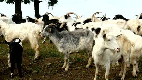 funny goat on the farm. herd of goats on nature pasture. wildlife and ecology.