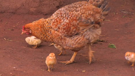 a group of baby chickens follow the mother hen around pecking for food