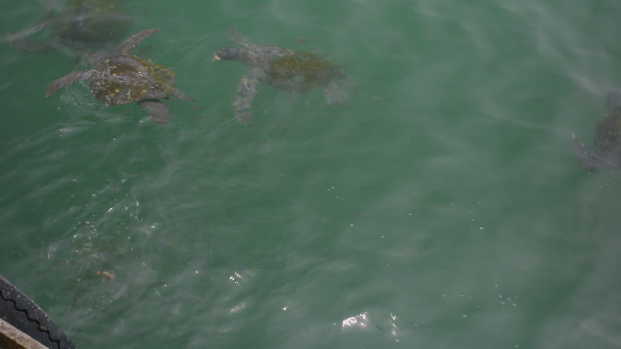 General shot, turtles on the beach of Mancora Peru.