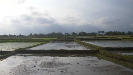 waterlogged indonesian farmland