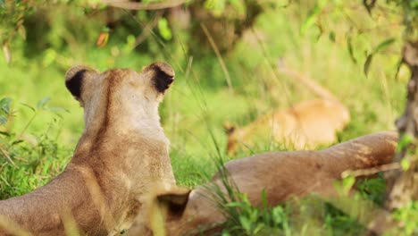 Slow-Motion-Shot-of-Close-up-of-young-lion-cubs-resting-in-green-grasslands,-conserving-energy,-Big-five-African-Wildlife-in-Maasai-Mara-National-Reserve,-Kenya,-Africa-Safari-Animals