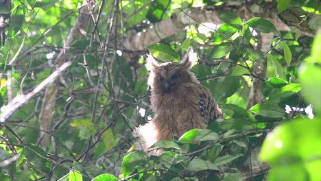 the buffy fish owl is a big owl and yet the smallest among the four fish owls