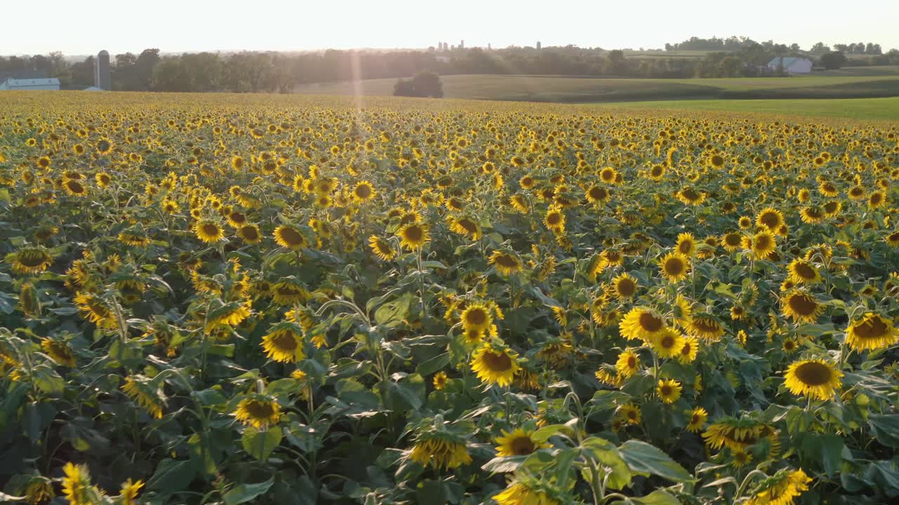antena de un enorme campo de girasol, producción de aceite de girasol