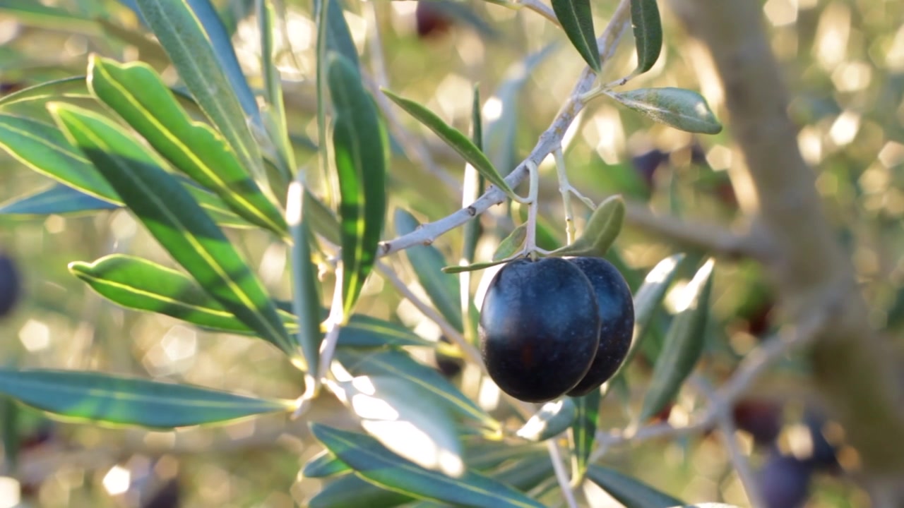 oliva, olio, olive, fresco, italiano, cibo, sano, naturale, pianta, crescita, uliveto, raccolto, fattoria, natura, albero, verde, maturo, mediterraneo, sfondo, greco