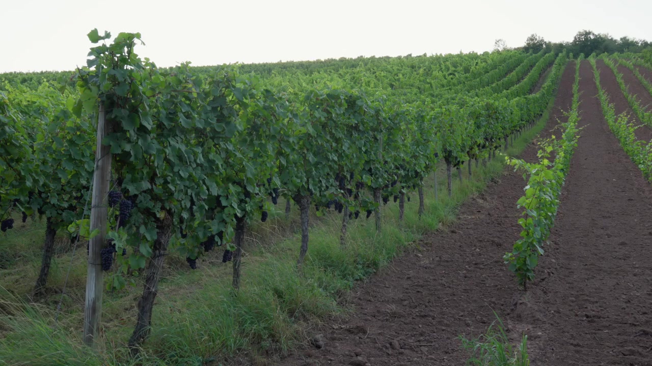 Regione vinicola in Francia, agricoltura, Valle della Mosella, paesaggio rurale, vigneto