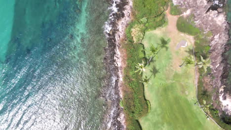 top down aerial view turquoise ocean waves and palm trees on maui coast, hawaii