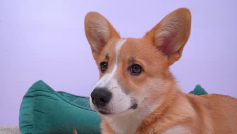 el perro corgi está tendido en la alfombra en el suelo al lado del nido y ataca bruscamente, rozando un juguete de hombre de nieve. un encantador cachorro en una acogedora sala de estar afila sus dientes y mordisquea un juguete, lo muerde