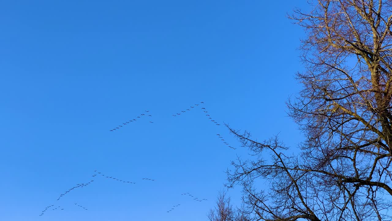 v 모양의 거위 무리가 높은 고도에서 날아다니며 푸른 하늘, 라트비아