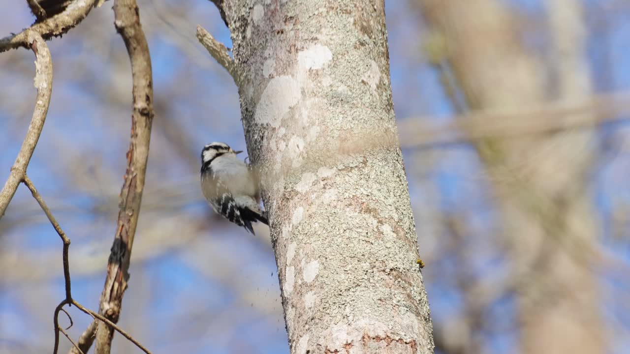 un pájaro carpintero picando el tronco de un árbol en busca de insectos
