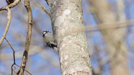 A-Downy-Woodpecker-pecking-the-trunk-of-a-tree-searching-for-insects