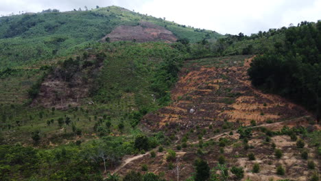 Bosque-Recientemente-Quemado