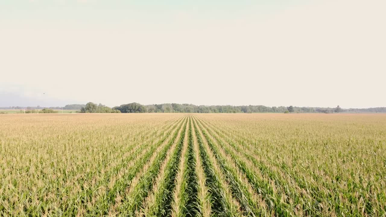 Drone pushes forward over rows of yellow cornfields.
