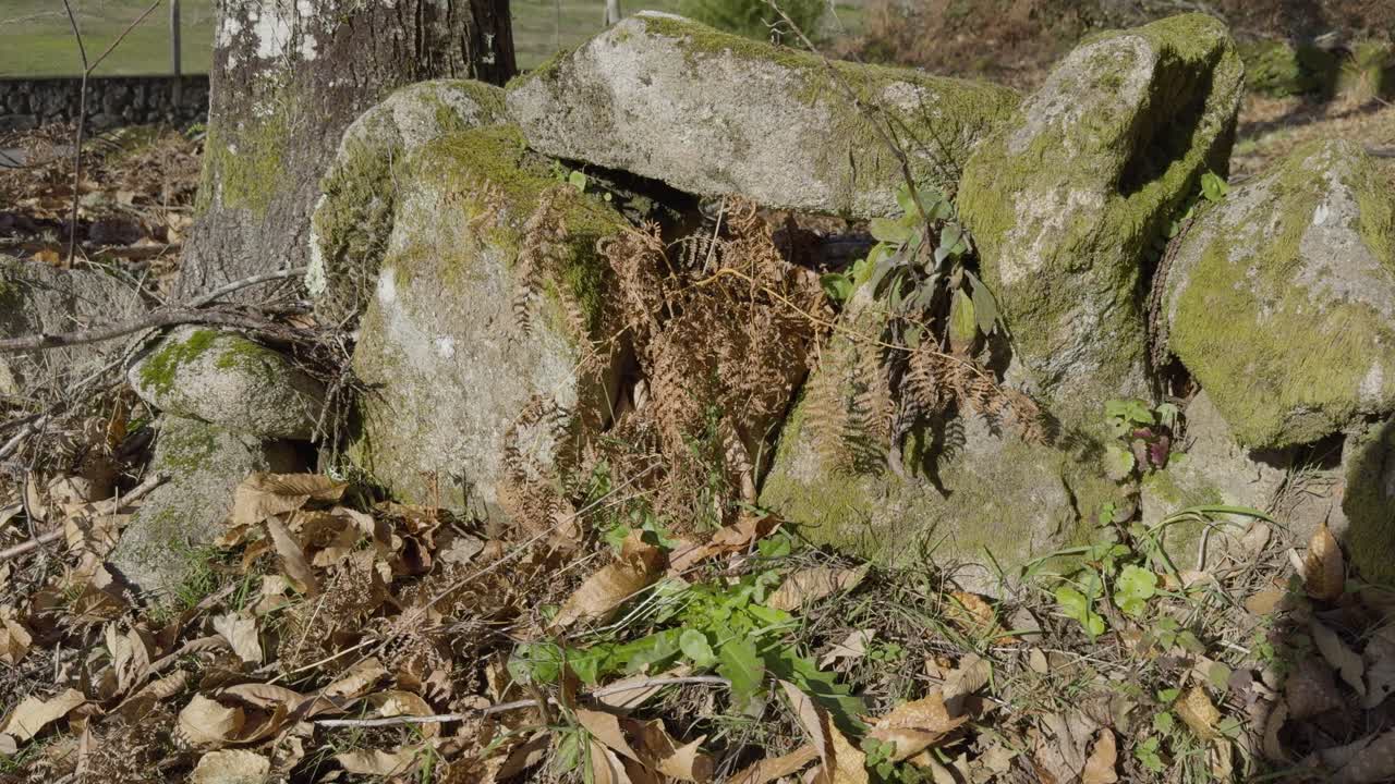 Gammel steinmur dekket av mose og tørre, brune blader på en solskinnsdag