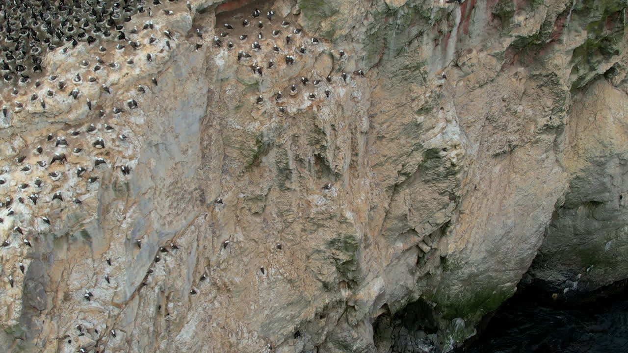 colonia de aves silvestres volando en el aire en un acantilado junto a las olas del océano