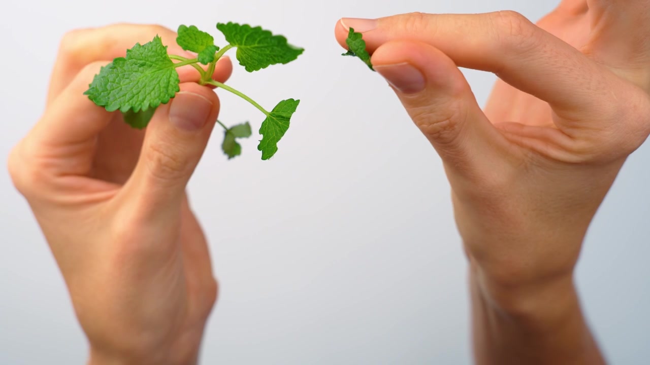 Macro shot of hands picking fresh lemon balm leaf. Detailed view of fingers holding green melissa plant, textured foliage, white background.