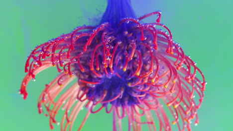 vibrant pincushion flower with bubbles