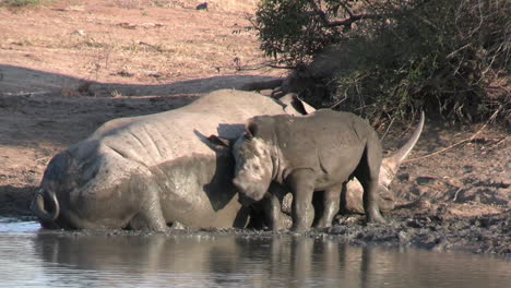 Ternero-Rinoceronte-Divertido-Con-Su-Madre-En-El-Barro,-Inclinándose-Y-Fregando,-De-Cerca