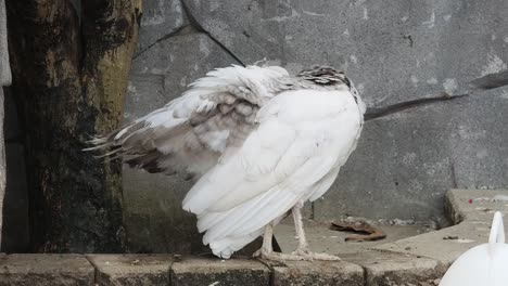 white and grey peacock preening