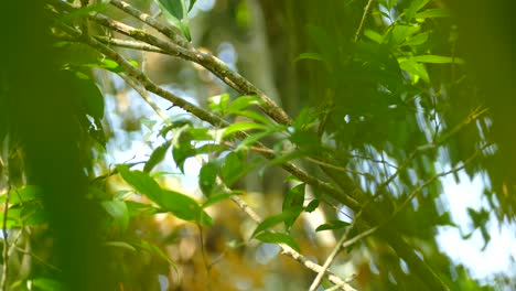 Colorful-Slaty-tailed-Trogon-flying-away-through-tree-branches,-in-a-Panama-tropical-forest