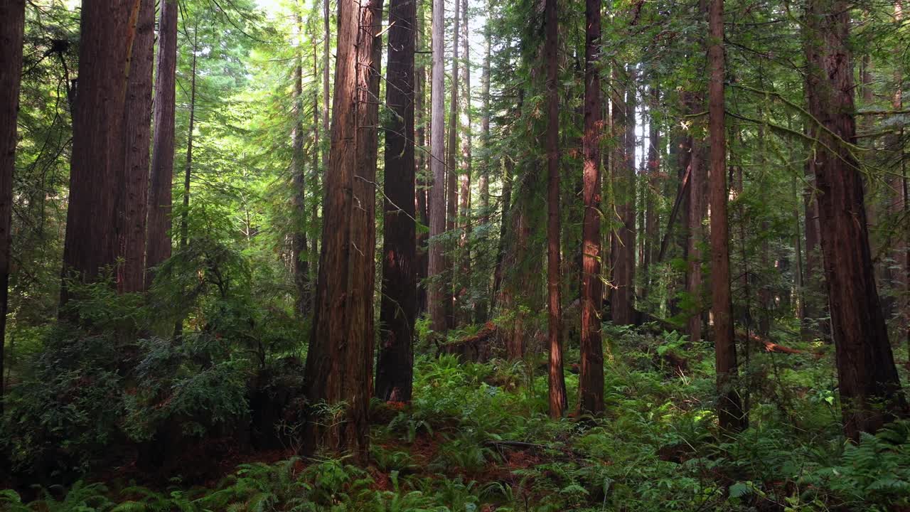 Redwoods forest sun rays mist fog rain aerial drone California Redwood National and State Parks USAL Beach giant sequoia tallest tree dense green foliage Lost Coast Trail nature landscape left motion