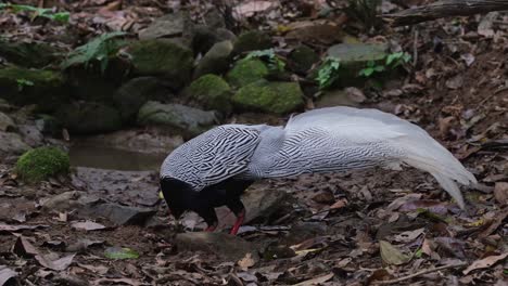 silver pheasant, lophura nycthemera