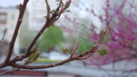 Cherry-trees-blossoming-in-city-park-in-spring-day.-Tranquil-floral-scene.