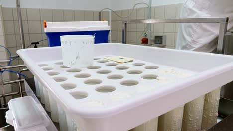 filling molds with fresh cheese- diary cheese factory