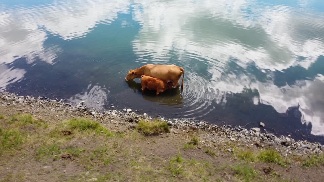 lactancia de vaca y becerro bebiendo leche mientras la madre bebe agua del lago | carne de res alimentada con pasto, agricultura ganadería , ganadería | migración libremente, industria láctea | granja sostenible 1 de 2