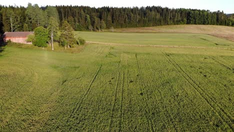 Hafer-Grüne-Feldlandschaft