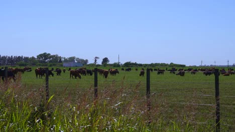 Zeitlupenschwenk-Von-Links-Nach-Rechts-Von-Rindern,-Die-An-Einem-Sonnigen-Tag-Am-Vormittag-Auf-Einem-Feld-Grasen