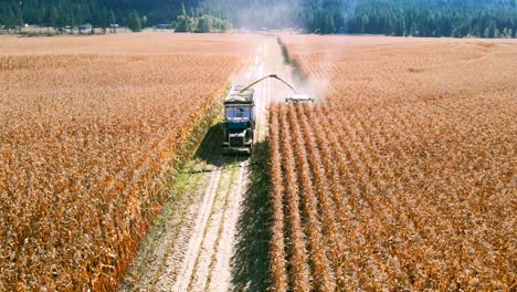 disparo hacia atrás sobre vehículos agrícolas que recolectan maíz durante la temporada de cosecha