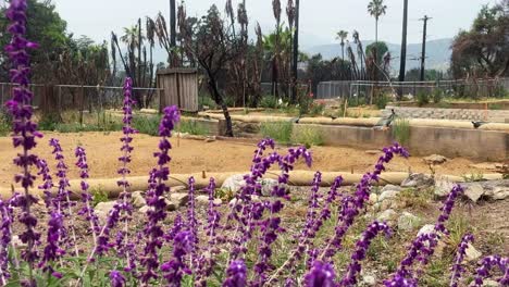 Handheld wide panning shot of purple flowers in bloom at a burned property after the wildfire in Pacific Palisades, California. 4K